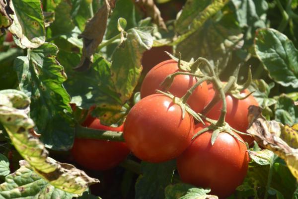 Rajčata dozrála, výroba protlaku v Podivíně běží naplno